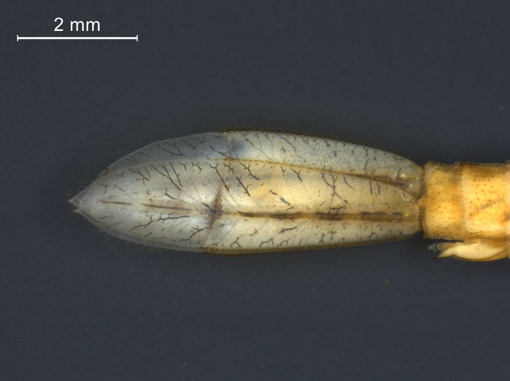 Enallagma cyathigerum
